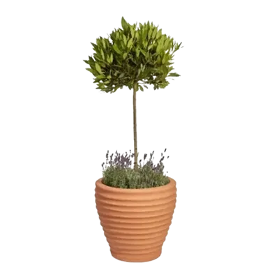 Plant Pots & Planters